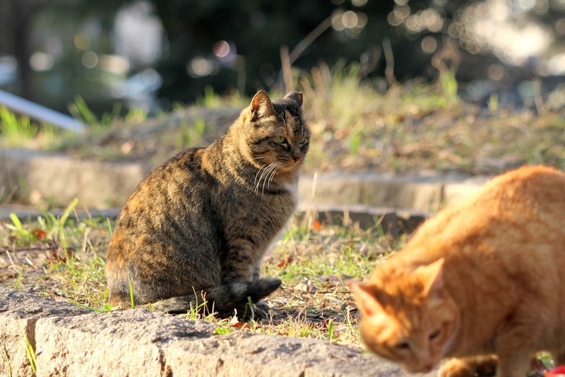 冬の野良猫（地域猫）