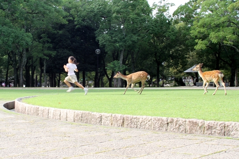 奈良公園で鹿にナメられやすい人の特徴と、鹿と安全に接するための方法