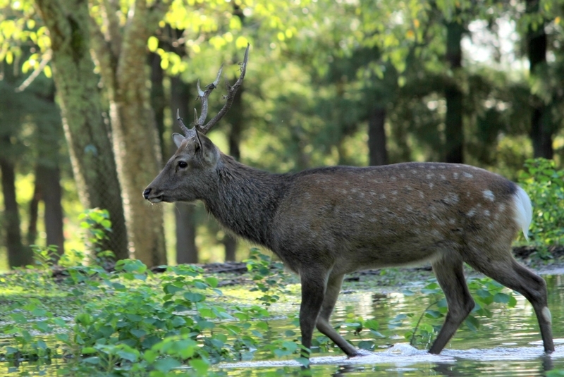 奈良公園で鹿にナメられやすい人の特徴と、鹿と安全に接するための方法