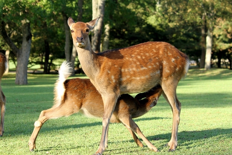 奈良公園で鹿にナメられやすい人の特徴と、鹿と安全に接するための方法