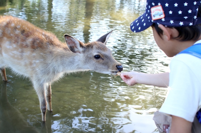 奈良公園で鹿にナメられやすい人の特徴と、鹿と安全に接するための方法