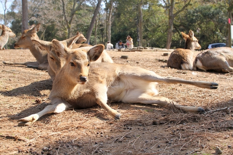 奈良公園で鹿にナメられやすい人の特徴と、鹿と安全に接するための方法