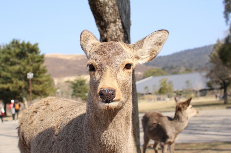 奈良公園で鹿にナメられやすい人の特徴と、鹿と安全に接するための方法