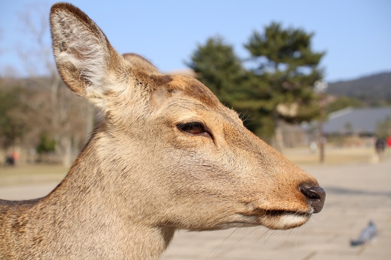 奈良公園で鹿にナメられやすい人の特徴と、鹿と安全に接するための方法