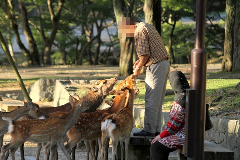 奈良公園で鹿にナメられやすい人の特徴と、鹿と安全に接するための方法