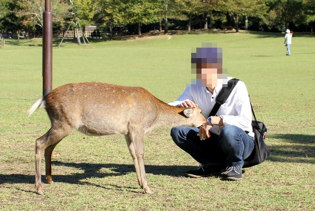 奈良公園で鹿にナメられやすい人の特徴と、鹿と安全に接するための方法