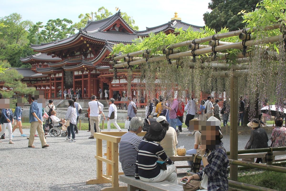 【京都・宇治】平等院の藤棚を眺める！藤の見頃は4月下旬