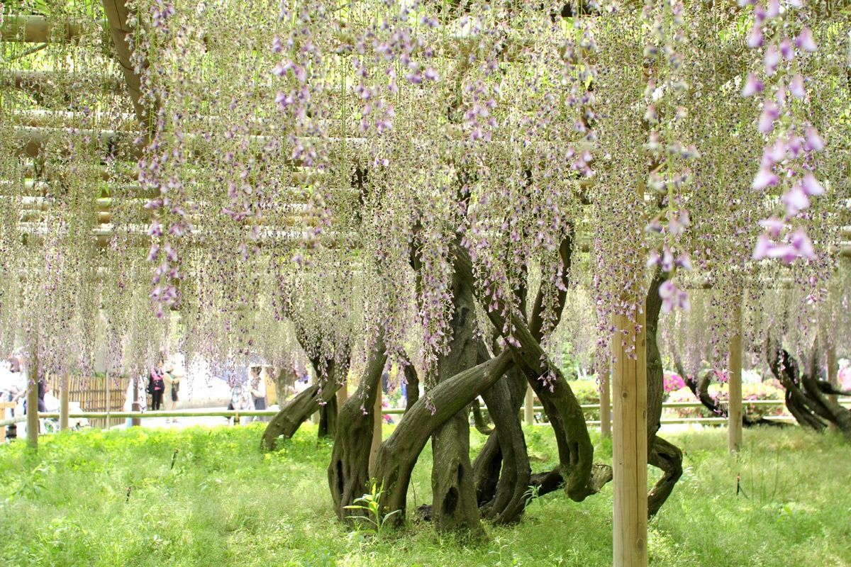 【京都・宇治】平等院の藤棚を眺める！藤の見頃は4月下旬