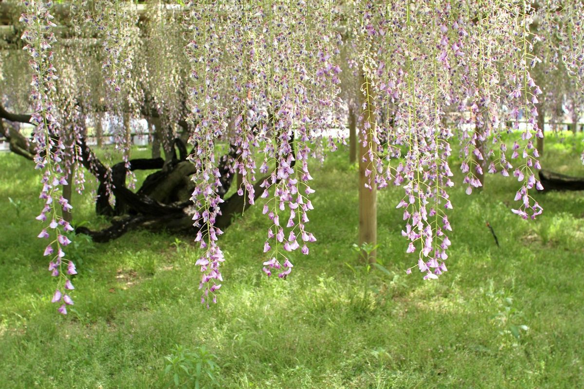 【京都・宇治】平等院の藤棚を眺める！藤の見頃は4月下旬