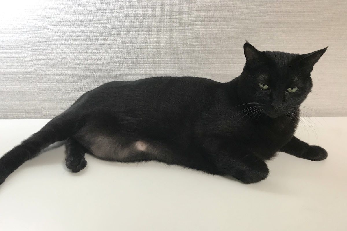 【猫の舐めすぎハゲ対策その9】アトピカを半年間飲ませた効果