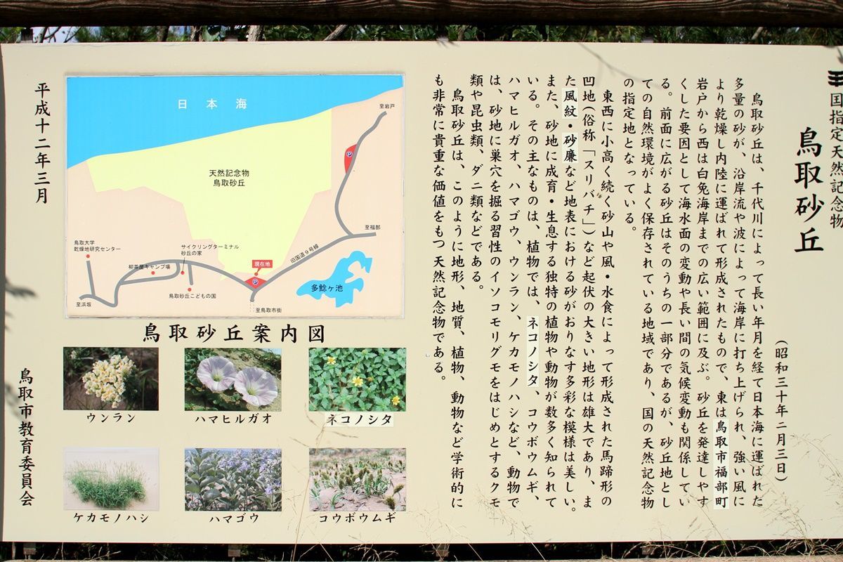 【鳥取】鳥取砂丘を観光する