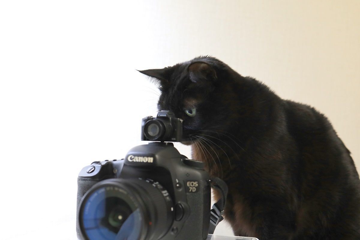 ガチャポンで一眼レフカメラ『Canon EOS Kiss M』をGET！ - DJモペの