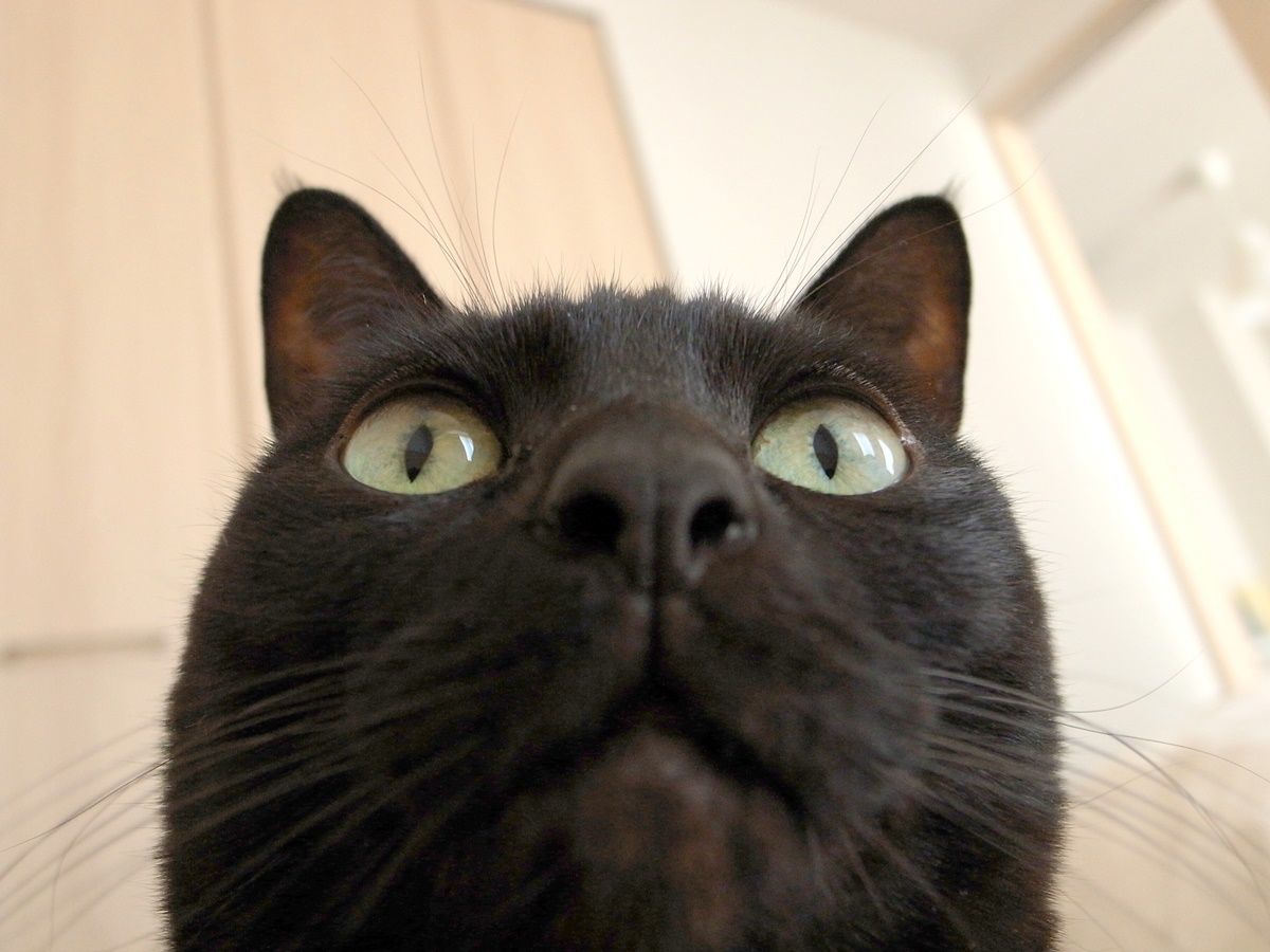 【年賀状作成】はがきデザインキットの便利テク!写真の一部だけフレームからはみ出させる小技