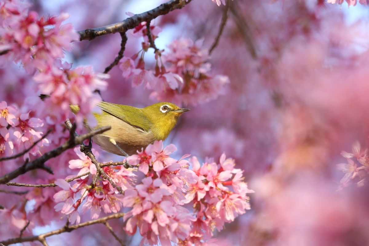2月 3月に満開になる早咲きの桜 オカメ桜 河津桜 Djモペのねこまんま