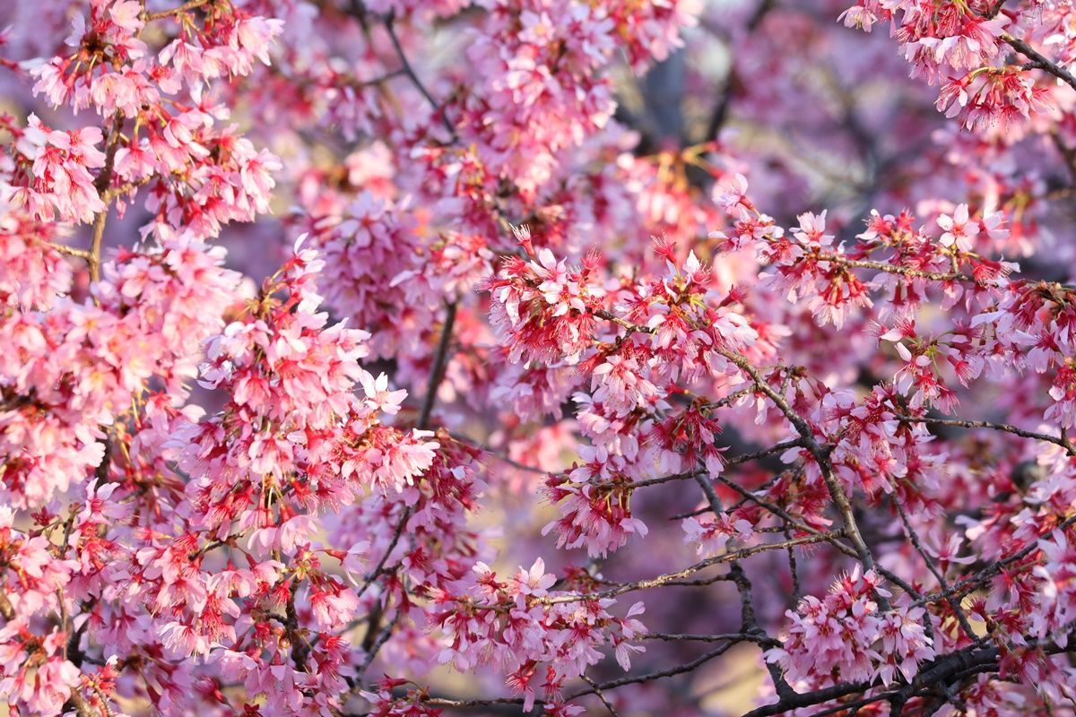 2月 3月に満開になる早咲きの桜 オカメ桜 河津桜 Djモペのねこまんま