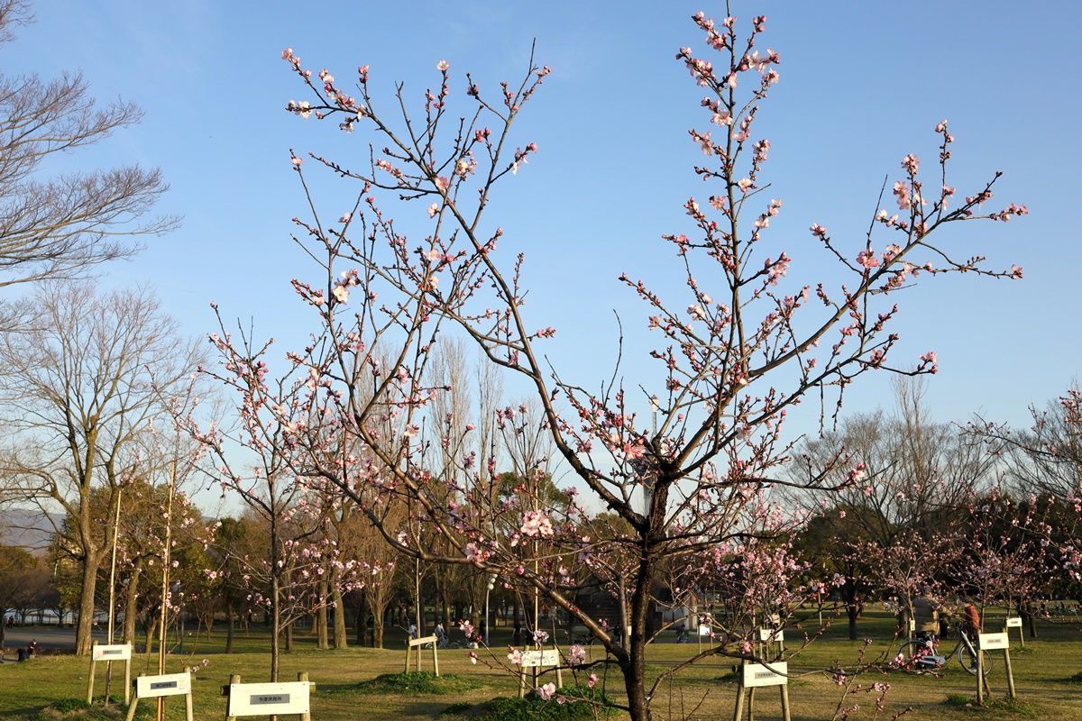 大阪 鶴見緑地 桜そっくり 珍しいアーモンドの花でお花見 Djモペのねこまんま 大阪 鶴見緑地 桜そっくり 珍しいアーモンドの花でお花見 Djモペのねこまんま