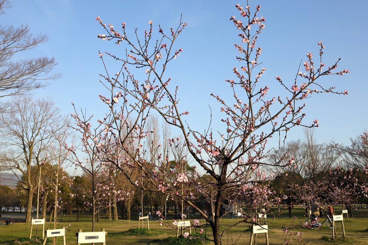 【大阪・鶴見緑地】桜そっくり！珍しいアーモンドの花でお花見