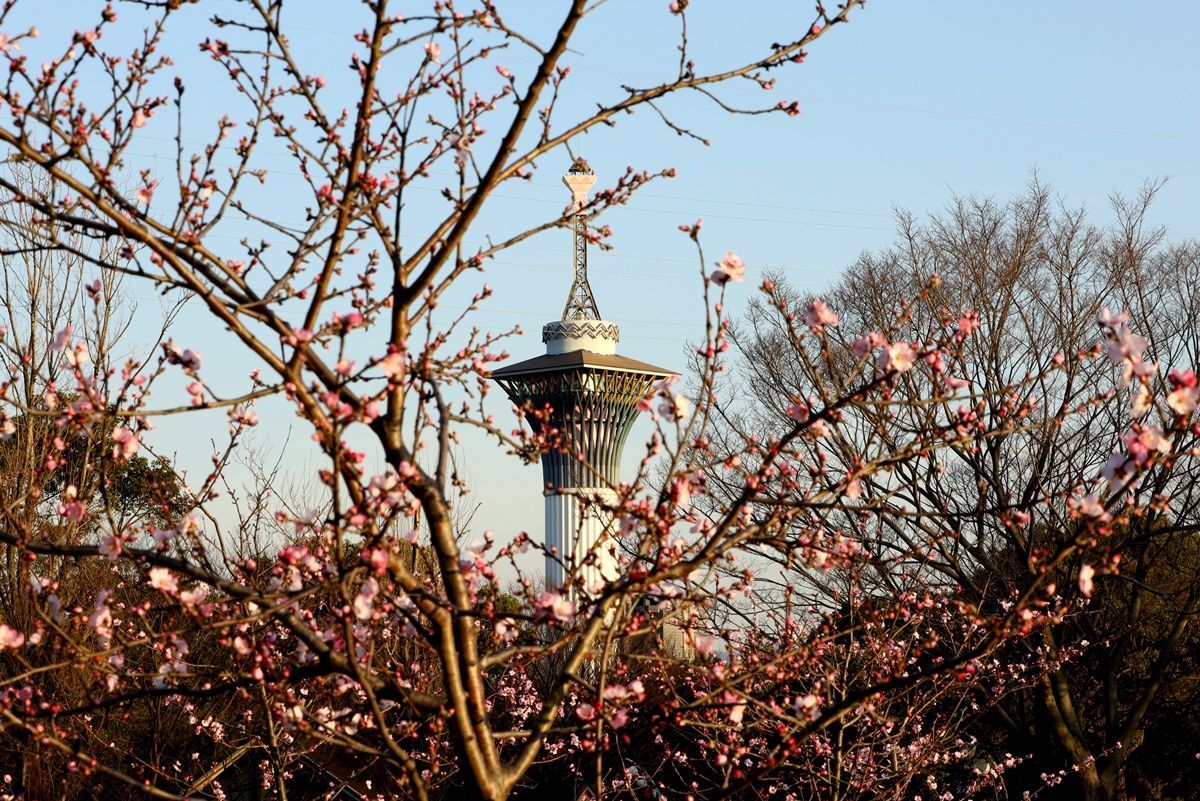 【大阪・鶴見緑地】桜そっくり！珍しいアーモンドの花でお花見