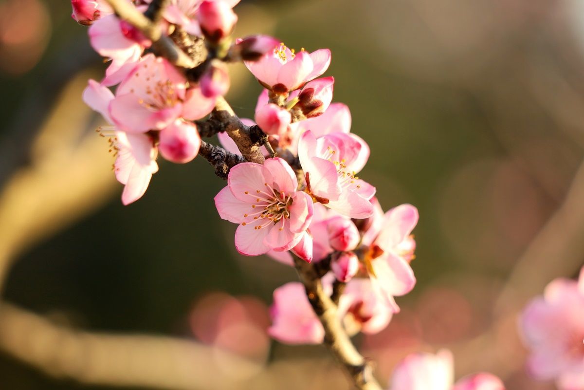 【大阪・鶴見緑地】桜そっくり！珍しいアーモンドの花でお花見