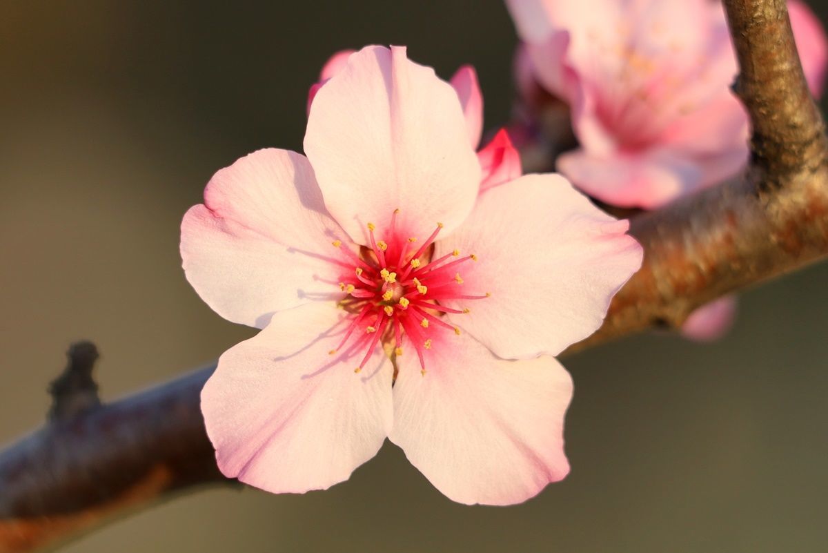 【大阪・鶴見緑地】桜そっくり！珍しいアーモンドの花でお花見