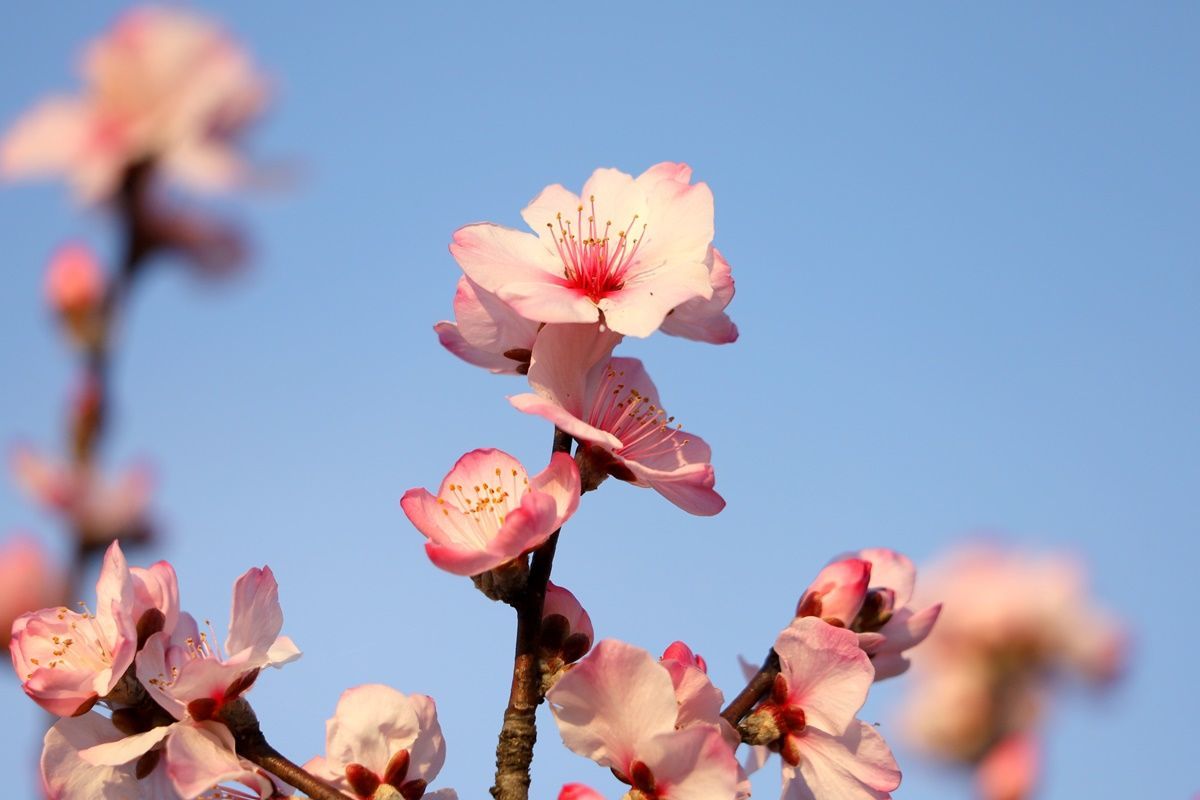 【大阪・鶴見緑地】桜そっくり！珍しいアーモンドの花でお花見