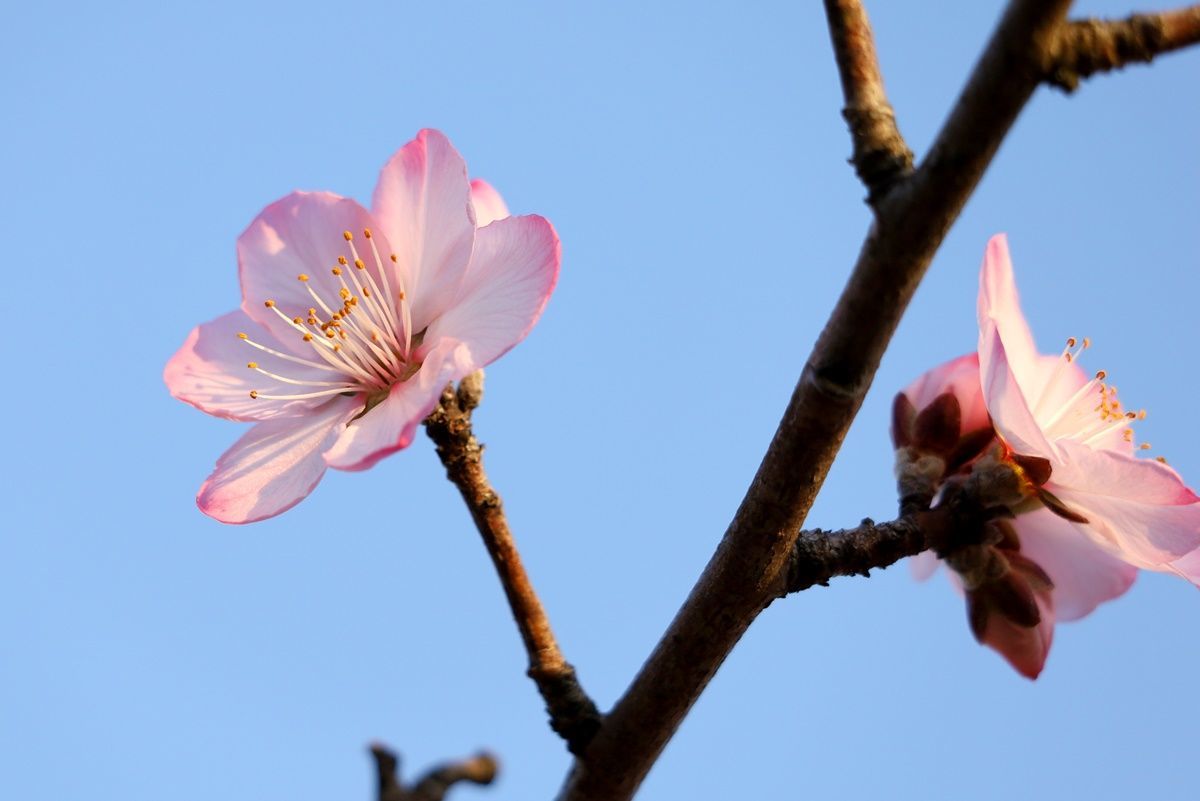 【大阪・鶴見緑地】桜そっくり！珍しいアーモンドの花でお花見