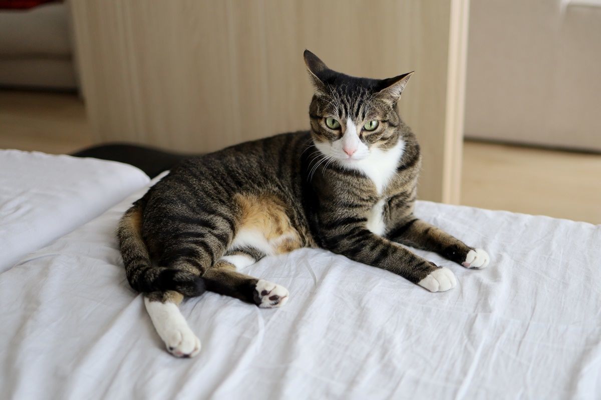 【猫の舐めすぎハゲ対策その10】完治まであともう少し!