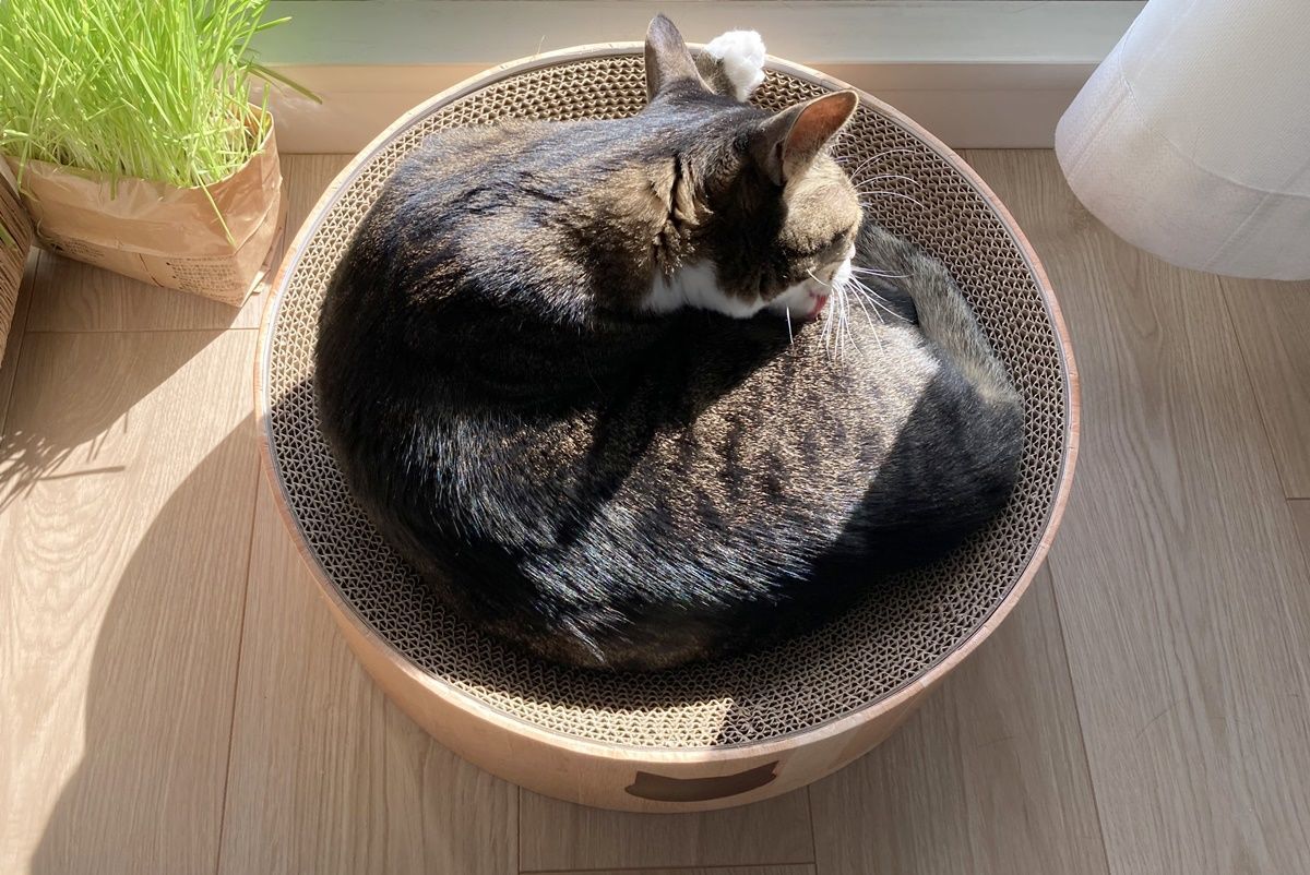 264円 最大91%OFFクーポン アウトレット品 猫壱 バリバリベッド M 猫柄 爪とぎ 訳あり 264円 最大91%OFFクーポン アウトレット品 猫壱 バリバリベッド M 猫柄 爪とぎ 訳あり
