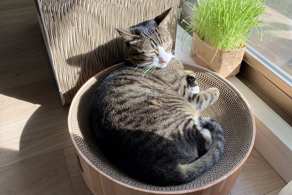 猫ベッドになる爪とぎ『猫壱 バリバリボウル』を購入