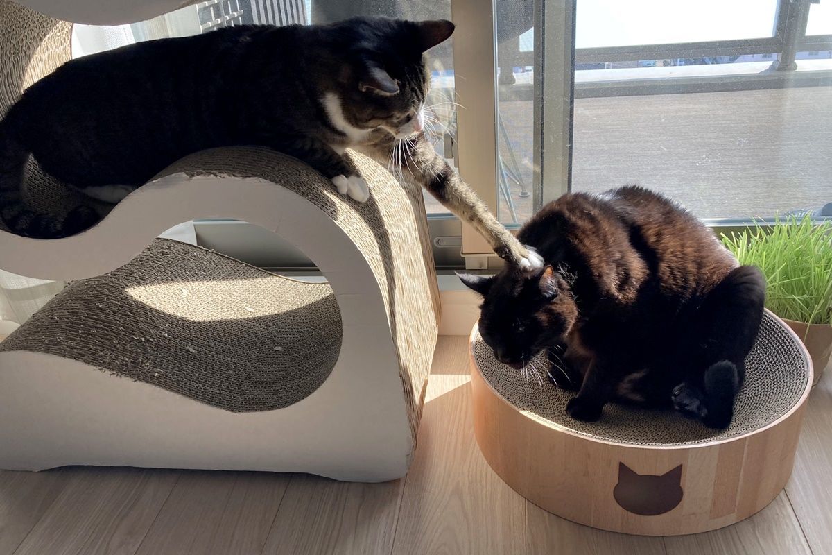 猫ベッドになる爪とぎ『猫壱 バリバリボウル』を購入