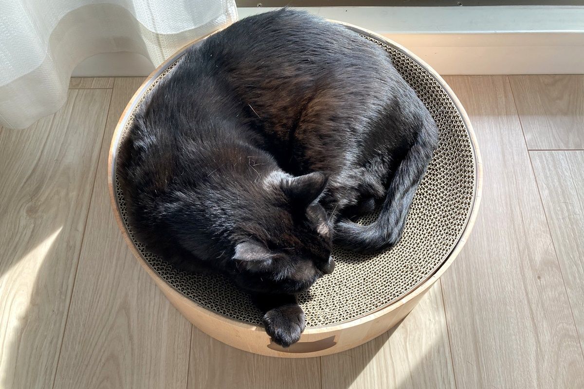 猫ベッドになる爪とぎ『猫壱 バリバリボウル』を購入