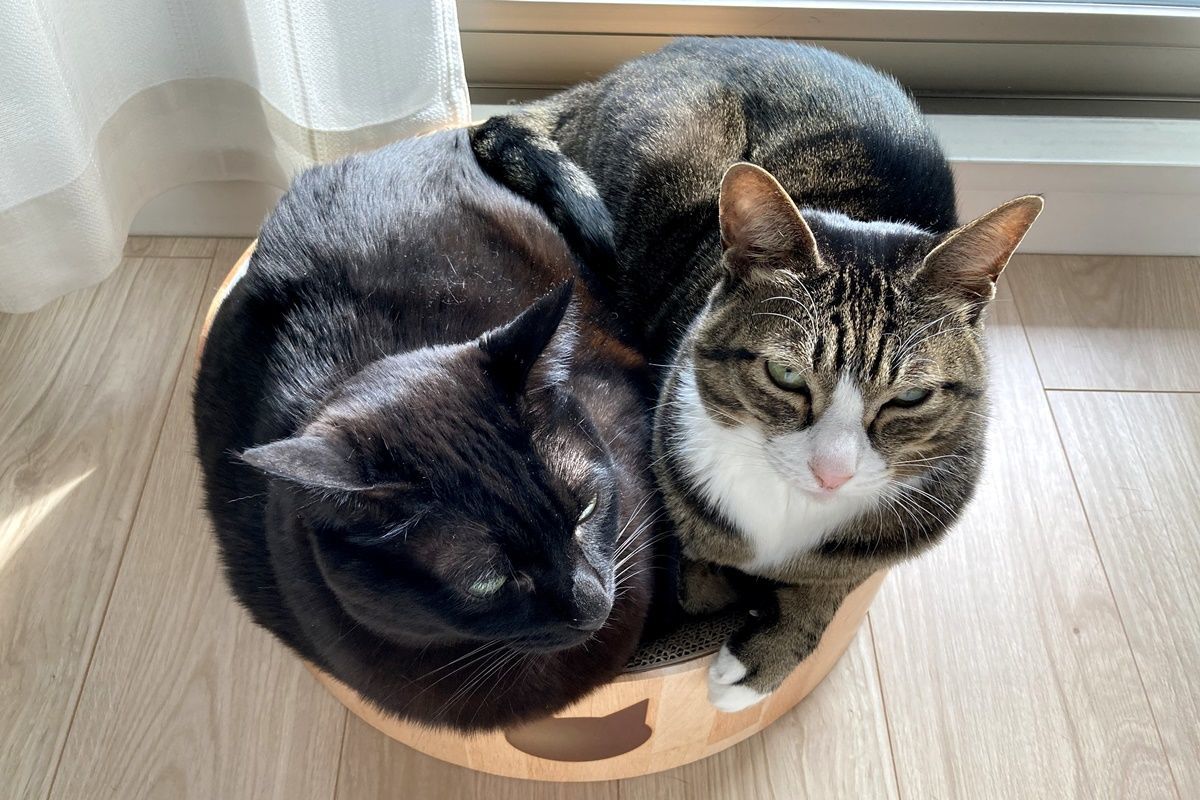 猫ベッドになる爪とぎ『猫壱 バリバリボウル』を購入