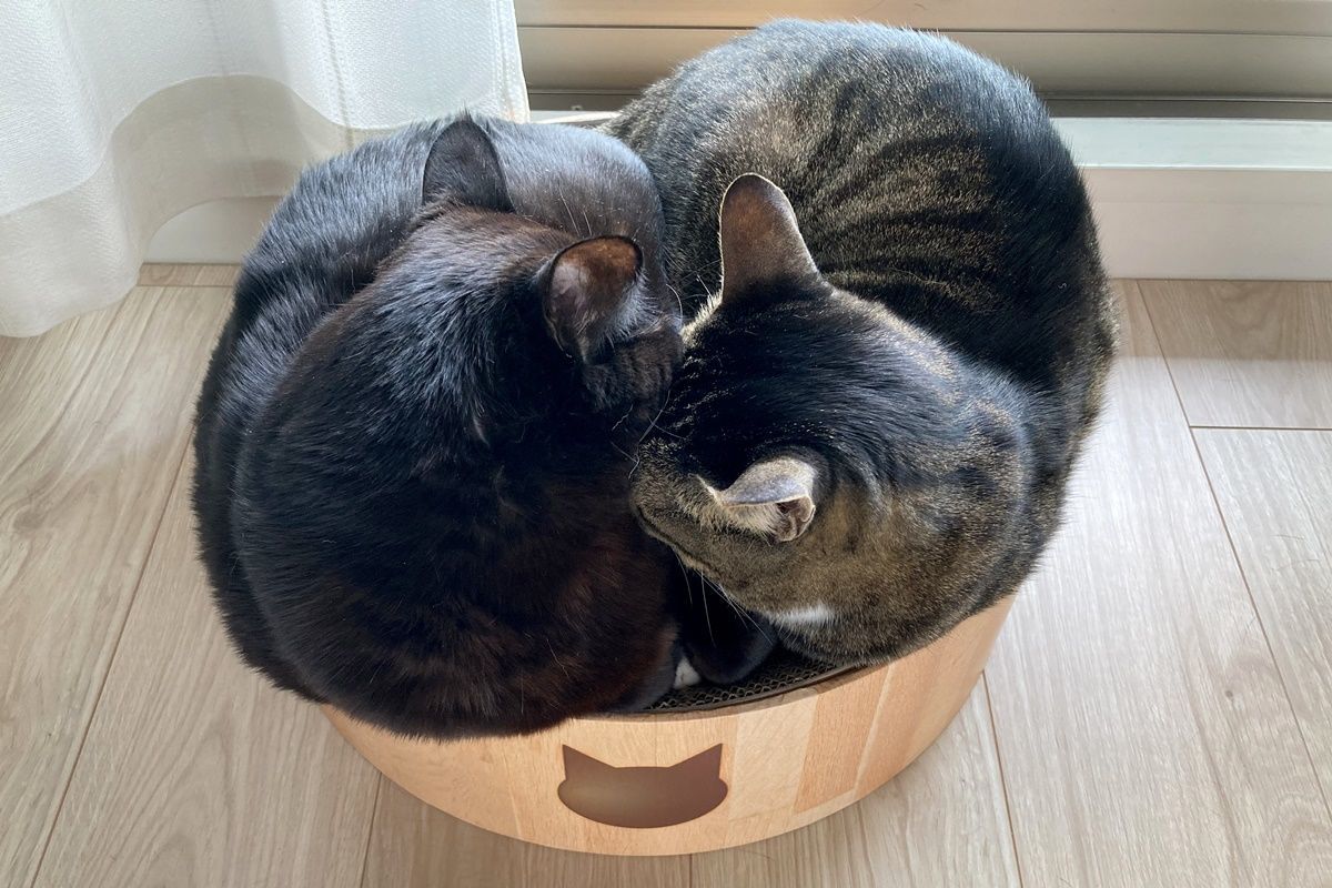 猫ベッドになる爪とぎ『猫壱 バリバリボウル』を購入