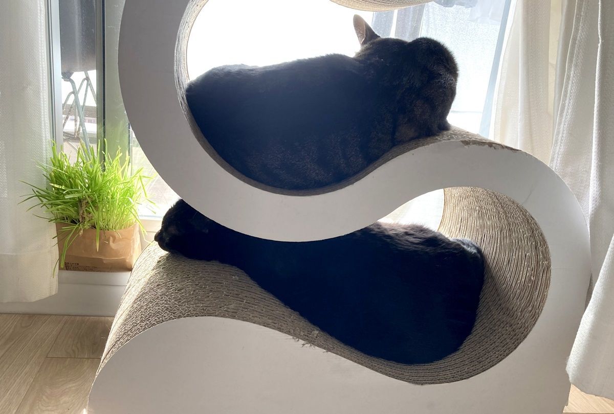 猫ベッドになる爪とぎ『猫壱 バリバリボウル』を購入