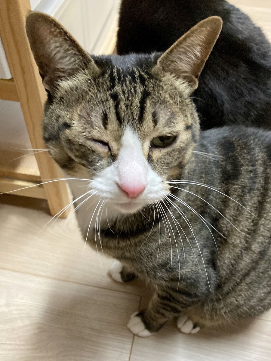 動物病院から帰ったサバ白が黒猫に威嚇された話 Djモペのねこまんま