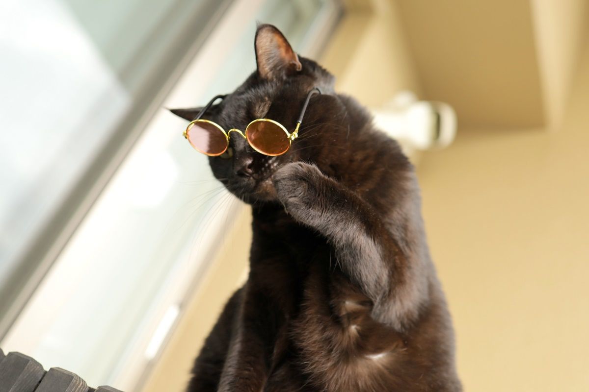 100円ショップダイソーで猫用サングラスを購入 - DJモペのねこまんま