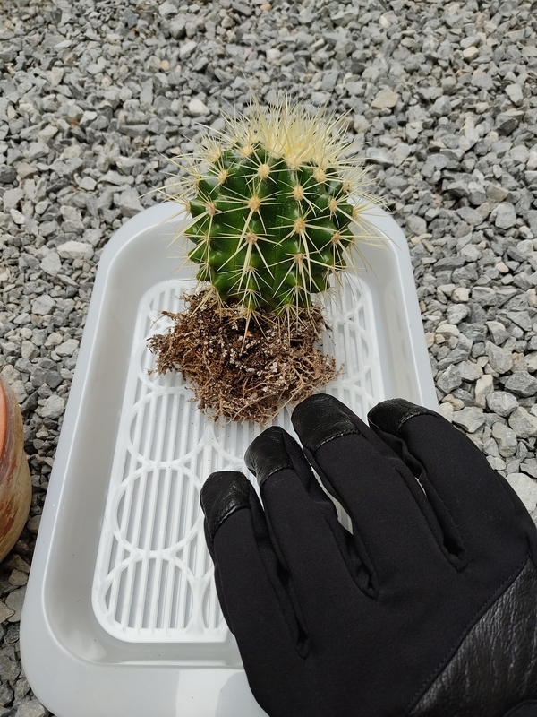 金鯱 サボテン植え替えシリーズ最難関 - DJ Nao's random notes