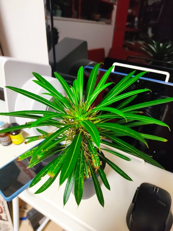 ラメリーの成長は早い - DJ Nao's random notes