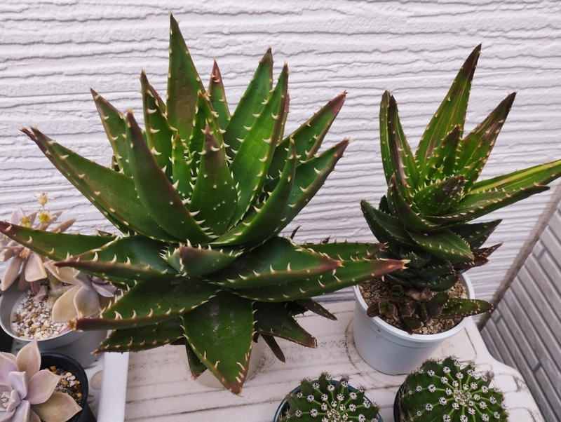 ワイルドに育ったアロエ 不夜城 - DJ Nao's random notes