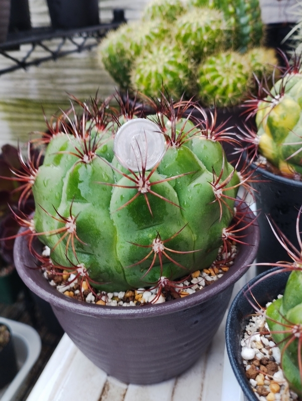 ダイソーのサボテン新天地 - DJ Nao's random notes