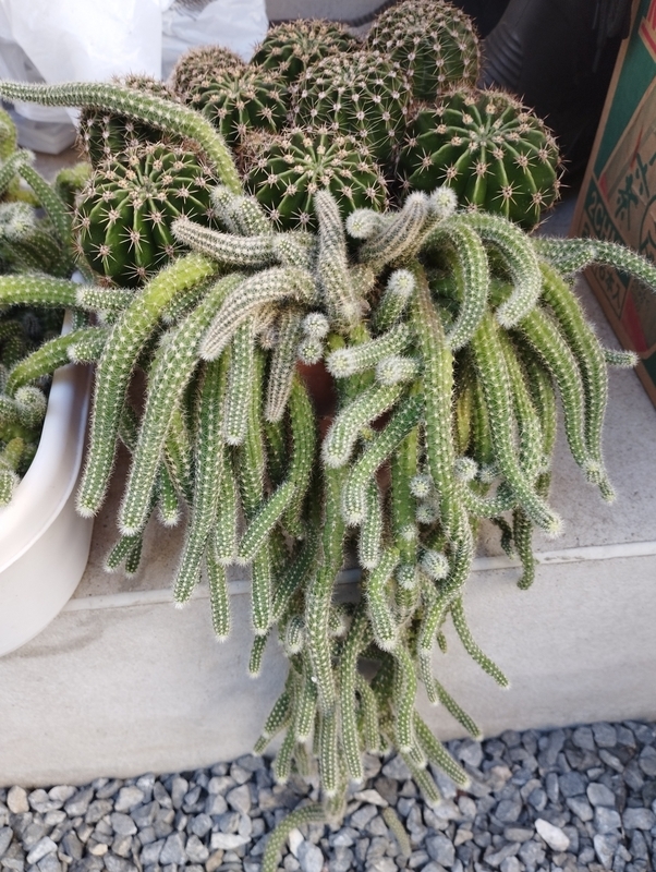 増殖系サボテン白檀 - DJ Nao's random notes