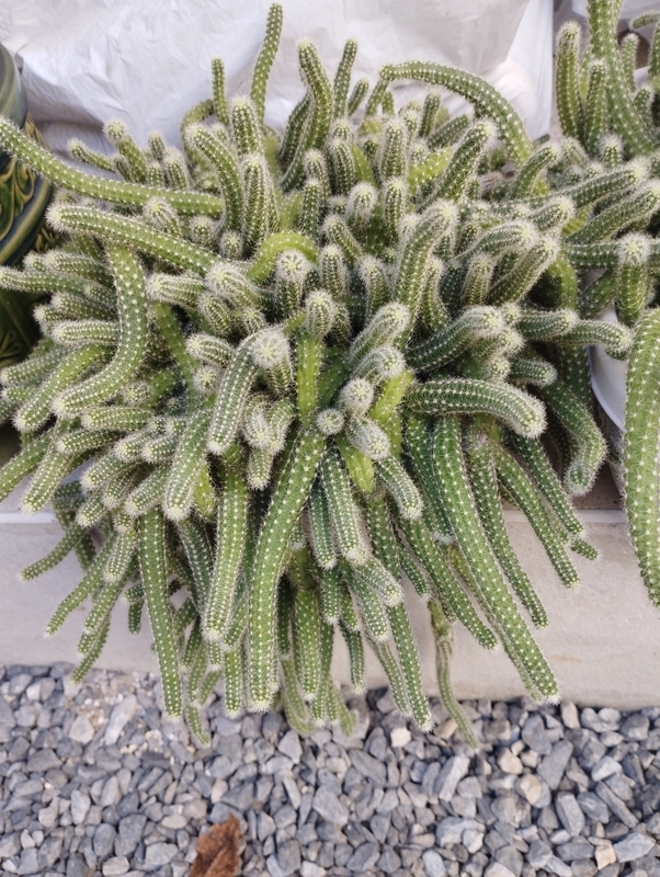 増殖系サボテン白檀 - DJ Nao's random notes