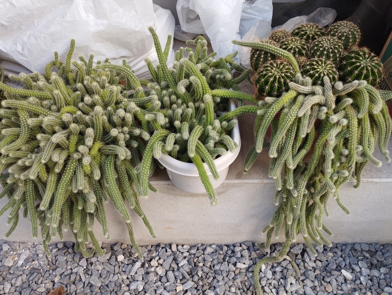 増殖系サボテン白檀 - DJ Nao's random notes