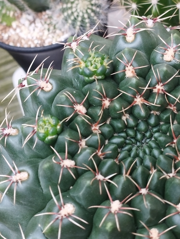 サボテン 緋花玉 - DJ Nao's random notes