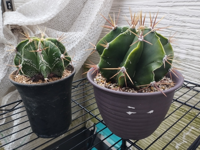 サボテン/ランポー×般若 秋の感謝祭交配種【超珍品】自社交配実生/限定