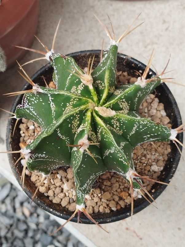 サボテン 般若を購入 - DJ Nao's random notes