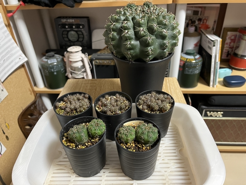 サボテン 緋花玉の親子 - DJ Nao's random notes