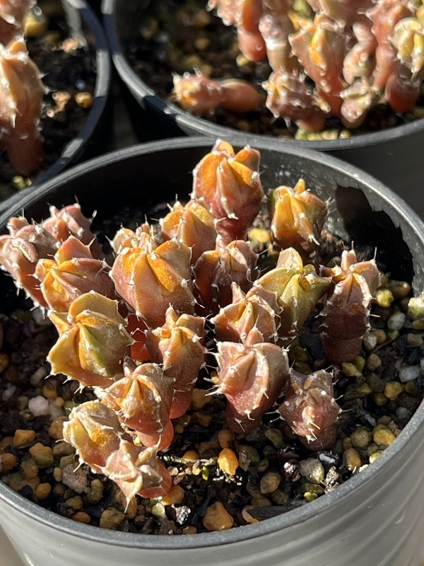 ランポー玉の赤ちゃん 大ピンチ - DJ Nao's random notes