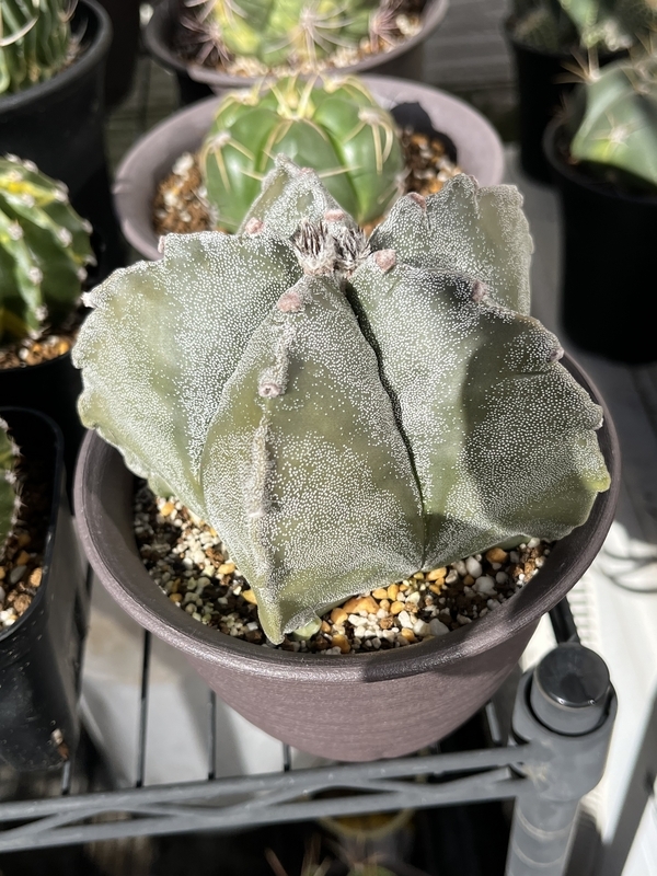 ランポー玉の赤ちゃん 大ピンチ - DJ Nao's random notes