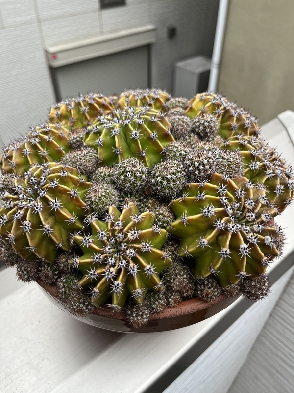 短毛丸の成長の差 - DJ Nao's random notes